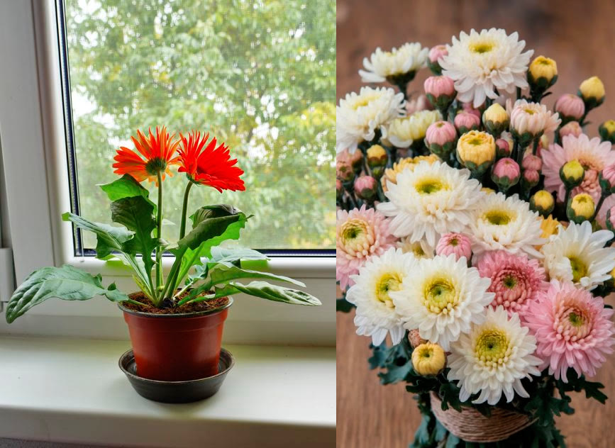 Gerbera og Krysantemum