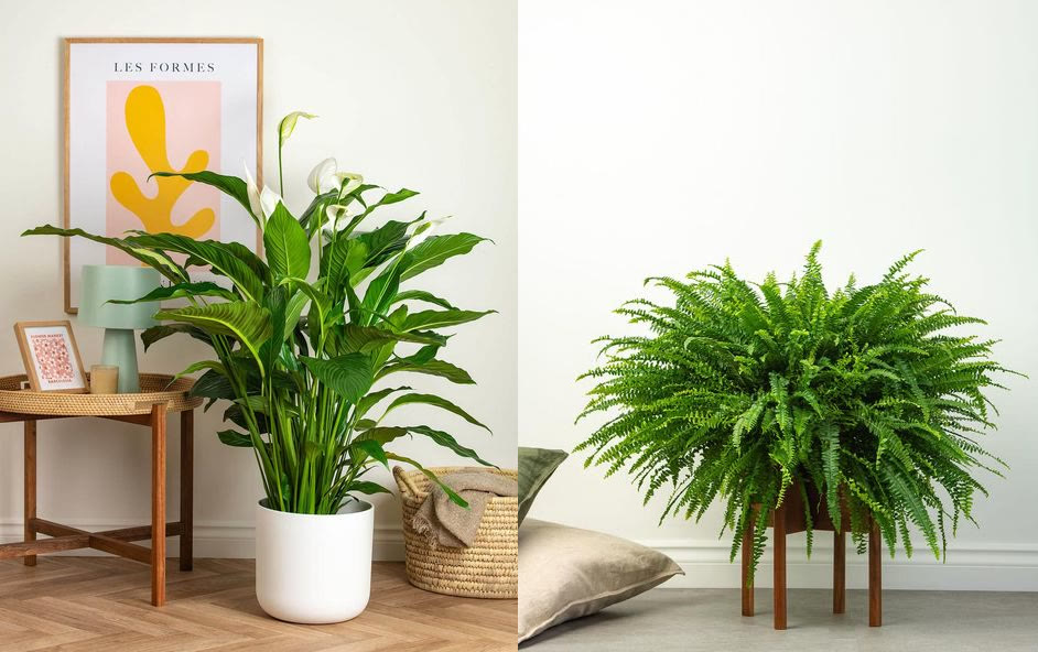Fredslilje og Boston Fern